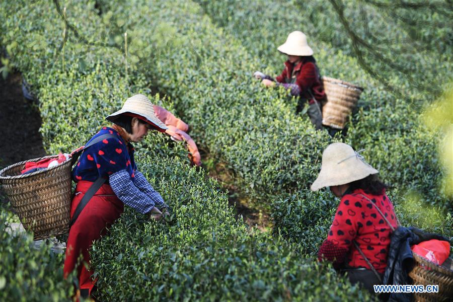 CHINA-CHONGQING-SPRING TEA-HARVEST (CN)