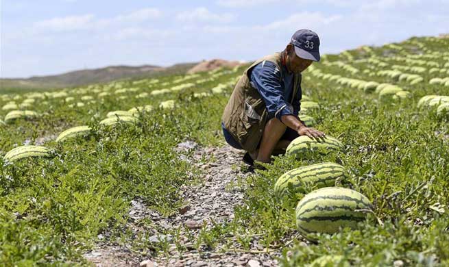 Farmers develop fruit industry to increase their income in northwest China town