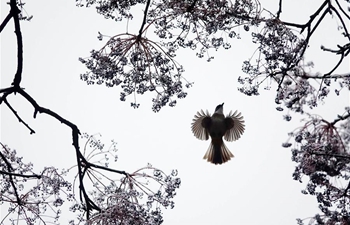 Bird looks for food among icicle-covered tree in China's Guizhou