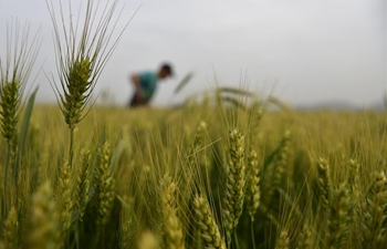 Farmers work in fields across China