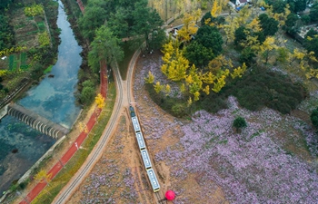 Scenery of ginkgo tree garden in E China's Zhejiang