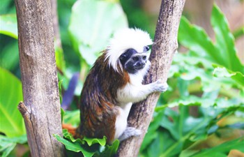 Animals seen in Australia's second oldest zoo