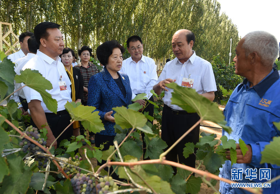 8月9日，中共中央政治局委员、中央统战部部长、中央代表团副团长孙春兰率中央代表团三分团，先后赴内蒙古自治区乌海市、阿拉善盟看望各族干部群众。这是孙春兰在乌海市汉森酒业集团的葡萄种植园了解葡萄种植情况。新华社记者 任军川 摄