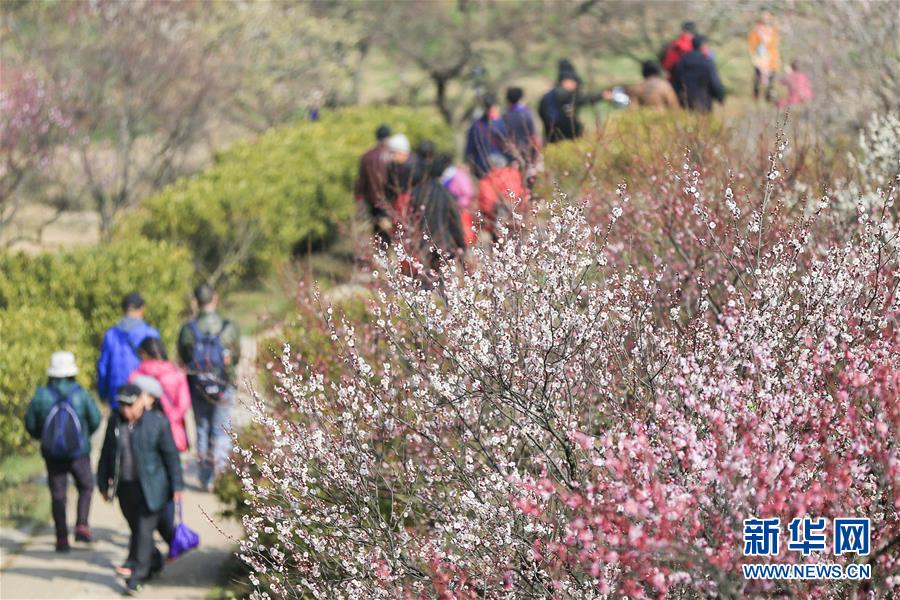 #（社会）（4）江苏南京：梅花绽放引客来