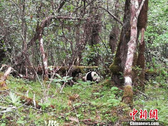 四川黄龙自然?；で?次发现野生大熊猫踪迹