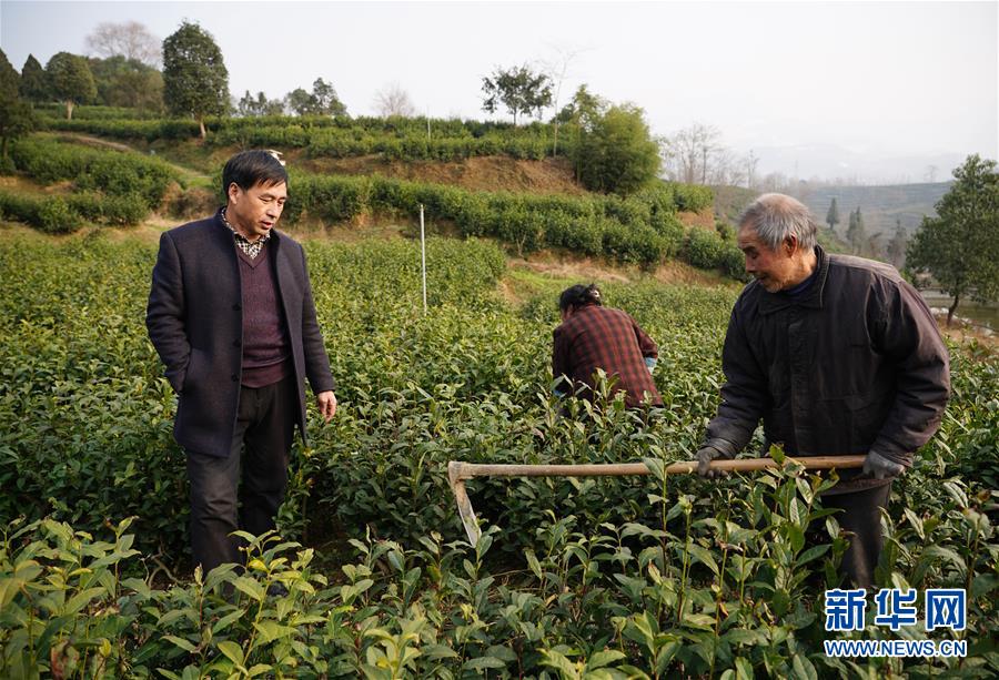 （在习近平新时代中国特色社会主义思想指引下——新时代新作为新篇章·乡村振兴战略·图文互动）（2）老支书王兴强的新“茶事”