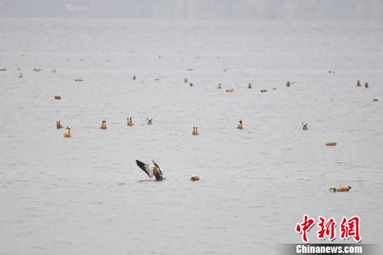 图为在纳帕海湿地栖息的候鸟?！×跞窖?摄