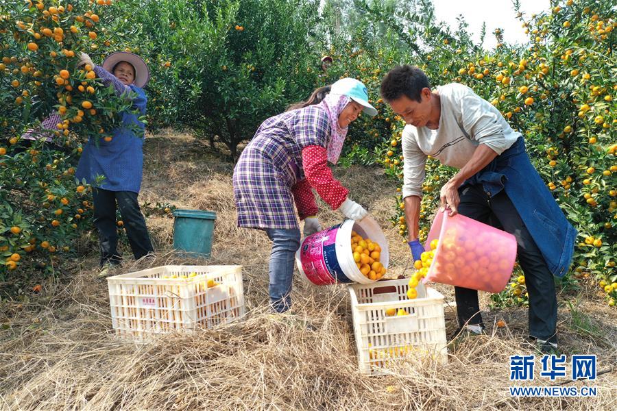 （脱贫攻坚·图文互动）（1）“丰收图”里述脱贫