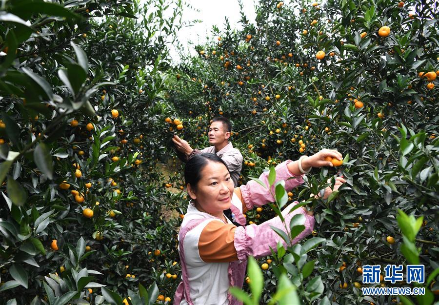 （脱贫攻坚·图文互动）（4）“丰收图”里述脱贫