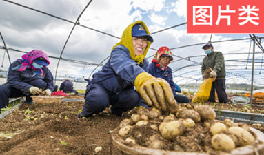 弘基小土豆变成了脱贫增收“金蛋蛋”