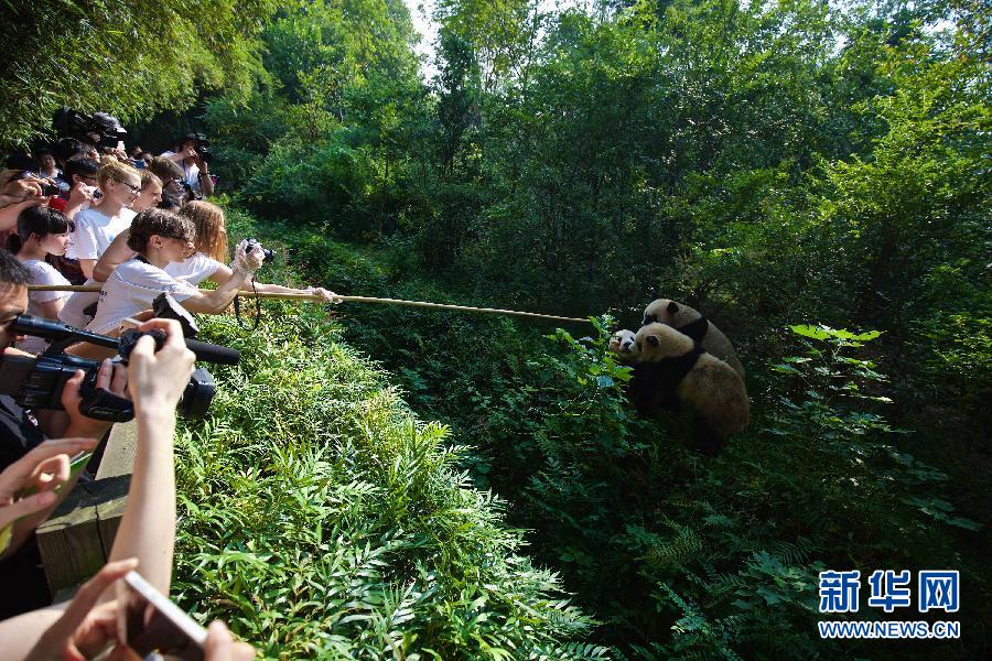 （晚报）（3）“欧洲熊猫粉丝四川探亲之旅”自驾团抵达成都